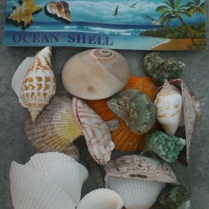 Комплект океански миди за декорация