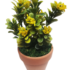 Декоративно зелено цвете в саксия